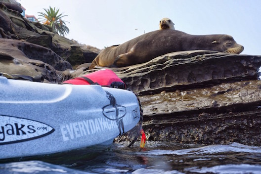 Everyday California sea lions