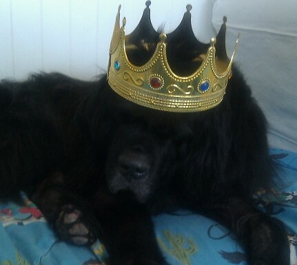 Jessie with crown