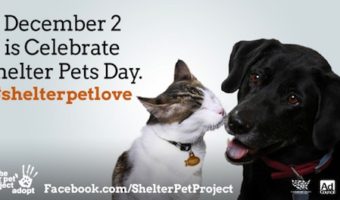Celebrate Shelter Pets
